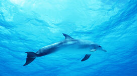 Dolphin in Deep Blue Sea2586612514 272x150 - Dolphin in Deep Blue Sea - Roaring, Dolphin, deep, blue